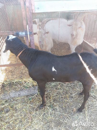 Козы и козлы