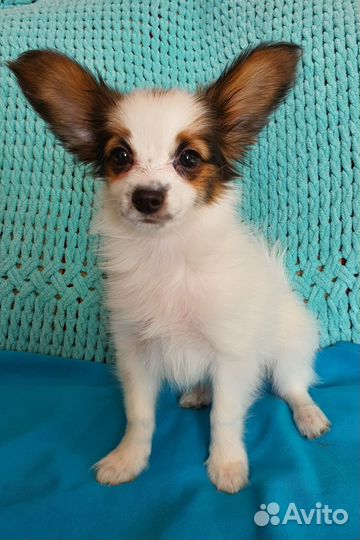 Щенок папийона, девочка