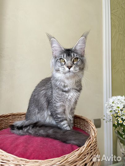 Мейн-кун подросток