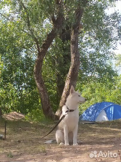 Собака в добрые руки отдам бесплатно