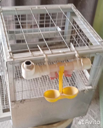 Клетки для перепелов