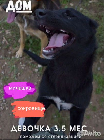 Девочка ищет дом