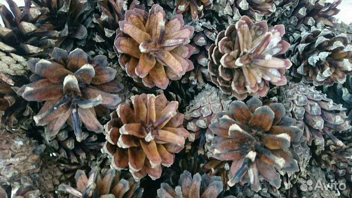 Шишки и семена сосновые, пихтовые и др. для декора