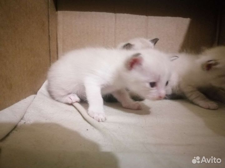 Сиамские кошки
