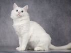 Илюша милый белый ангорский котик объявление продам