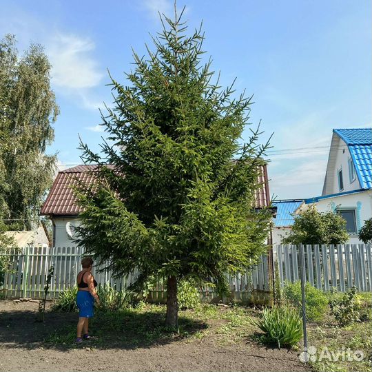 Елка живая 7 метров