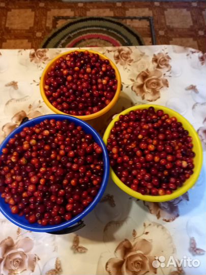 Клюква ягода