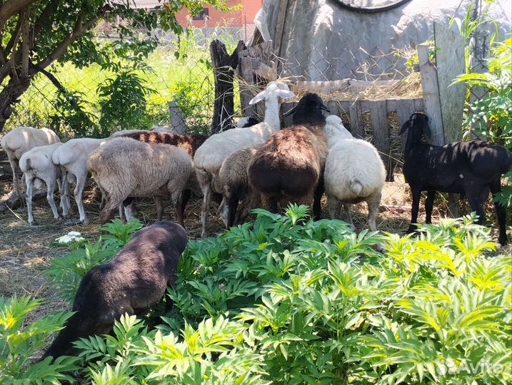 Овцы бараны ягнята