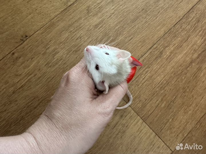 Крыса дамбо