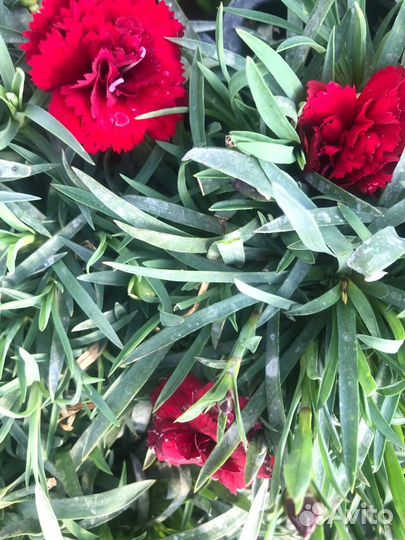 Вегетативные гвоздики