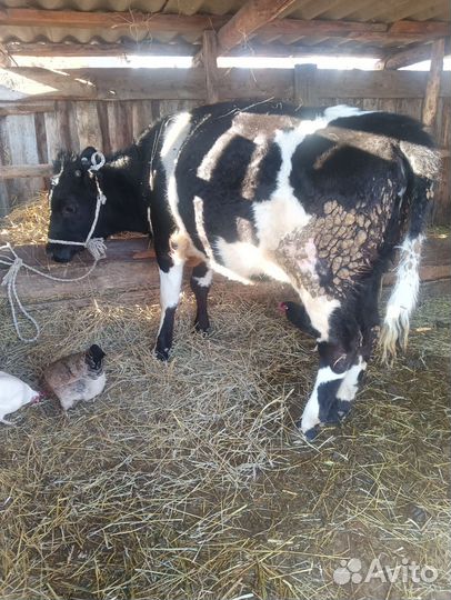 Продаются тёлки 1 год 5 мес цену узнавать по тел
