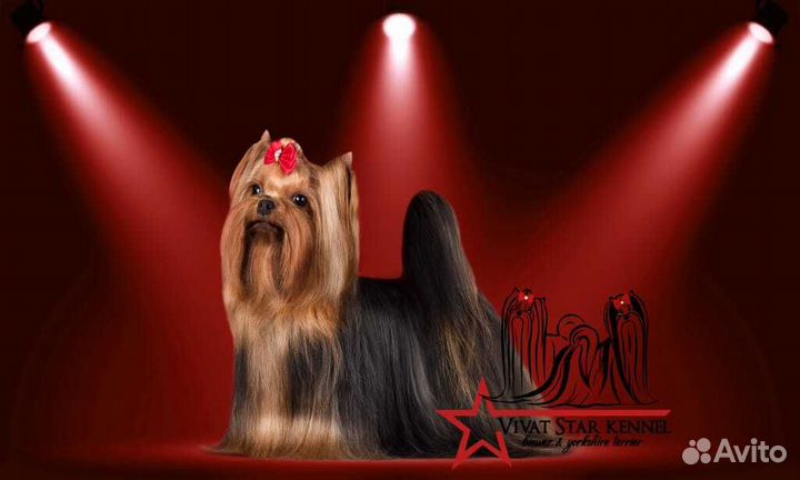 Йоркширский терьер вязка