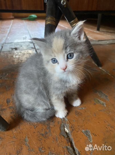 Кошечка, метис мейкун