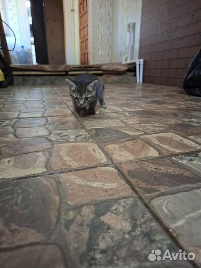 Отдам в добрые руки