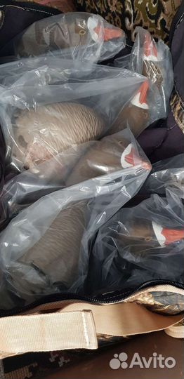 Чучела гусей эвиан х белолобые