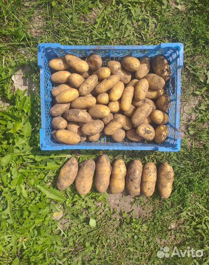 Семенной картофель Лапоть,Банан, Сарпо Мира