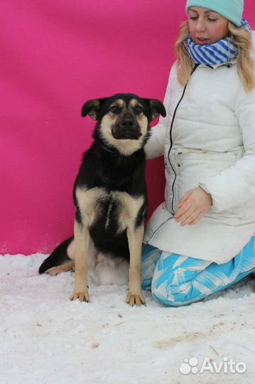 Добрая собака Рут из приюта в дар