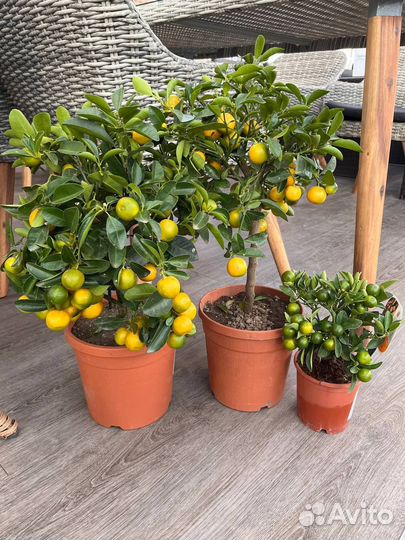 Мандариновое дерево,подарок, в наличии