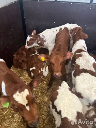 Элитные телята бычки доставка до двора