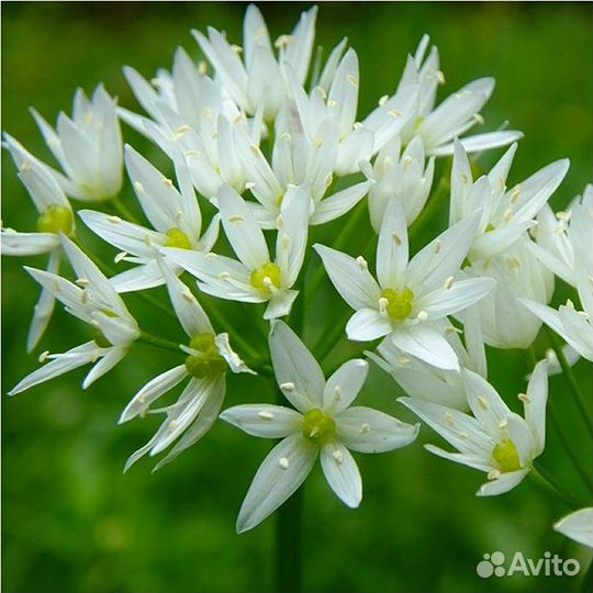 Черемша, дикий чеснок, Allium ursinum, Лук медвежи