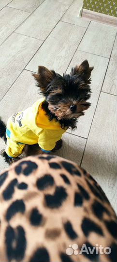 Йоркширский терьер