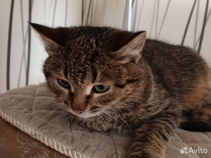 Домашние животные