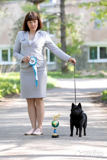 Хендлер, подготовка и показ собак на выставках