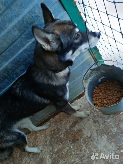 Продается собака