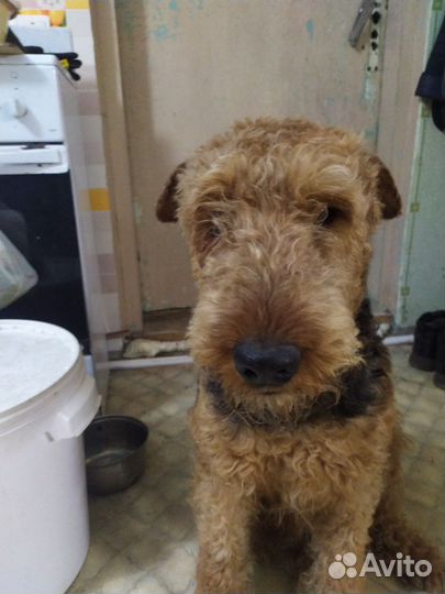 Эрдельтерьер