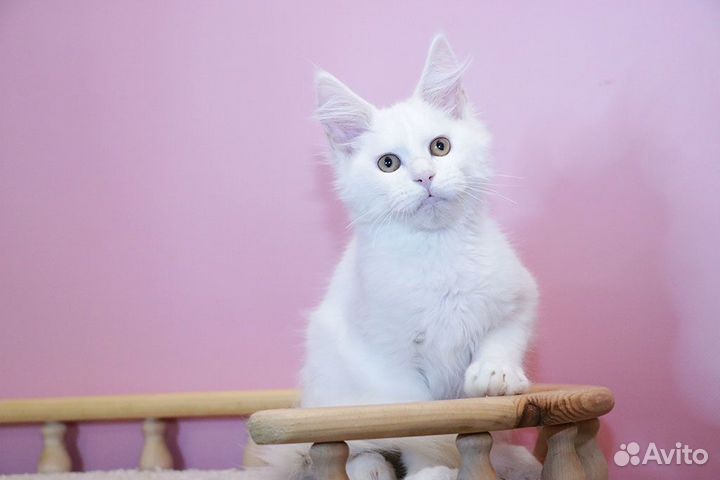 Мейн-кун котик белый солид