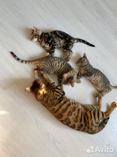 Бенгальская