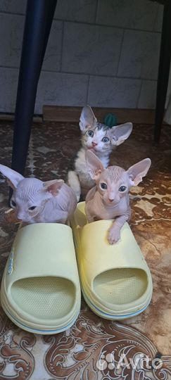 Котята 