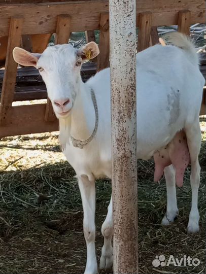 Зааненские дойные козы. Чешский козлик