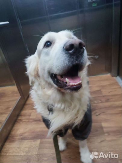 Выгул и дрессировка и передержка собак