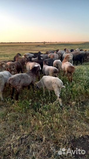 Овцы бараны ягнята