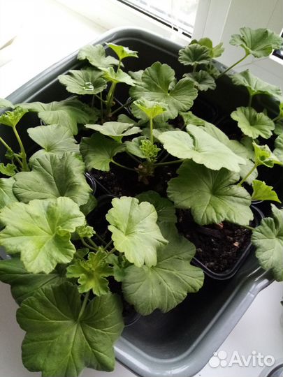 Герань пеларгония розебудная