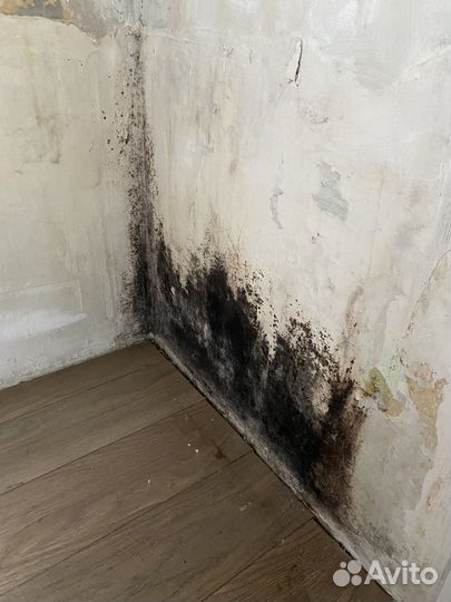 Уничтожение грибка, мха и черной плесени