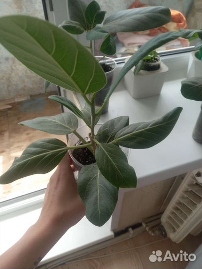 Фикус бенгальский одри