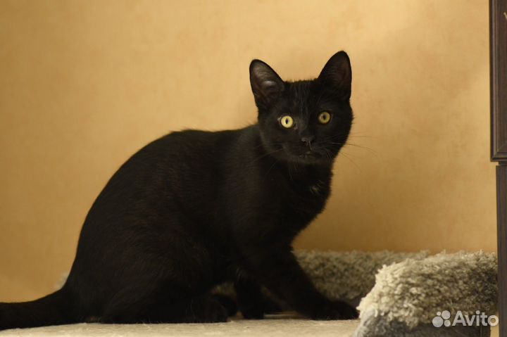 Котенок в добрые руки