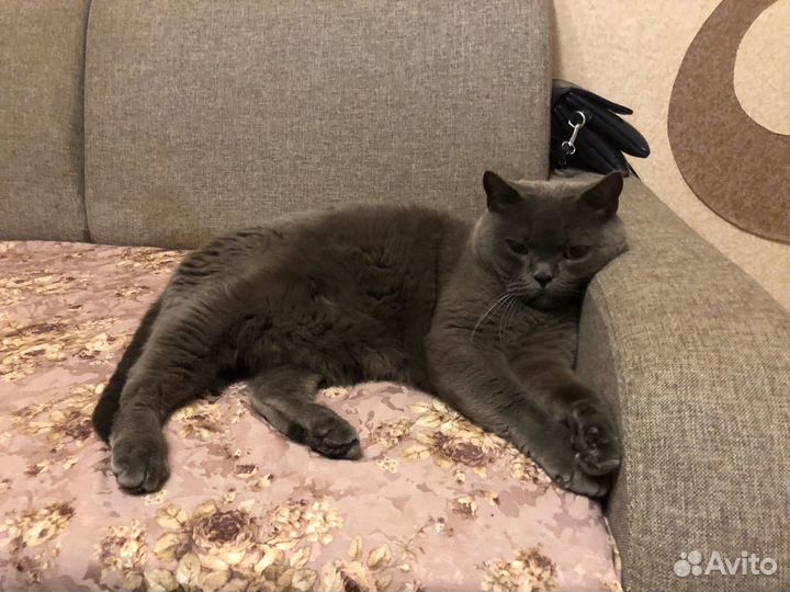 Кот в добрые руки