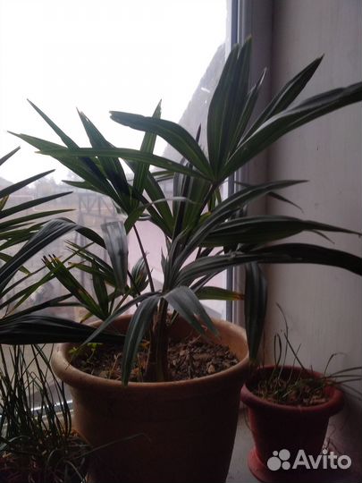 Вашингтония