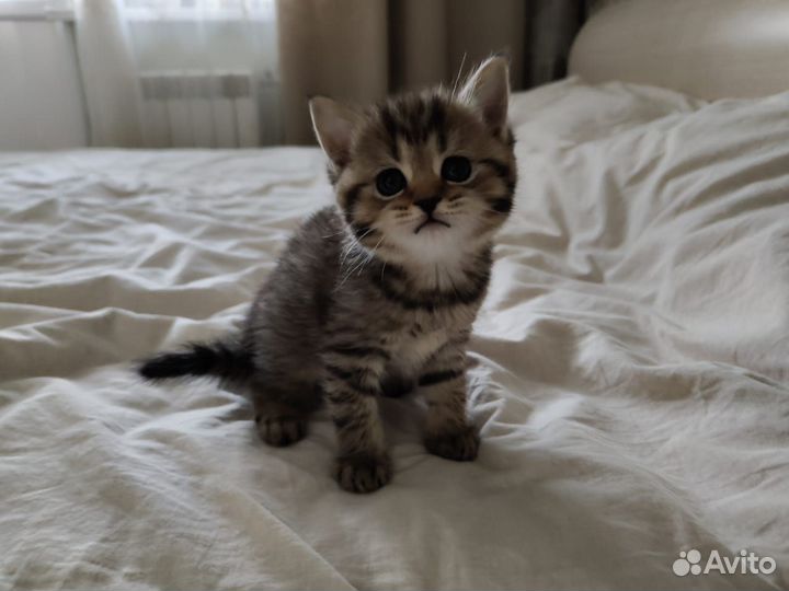 Британские котята
