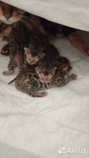 Бенгальская