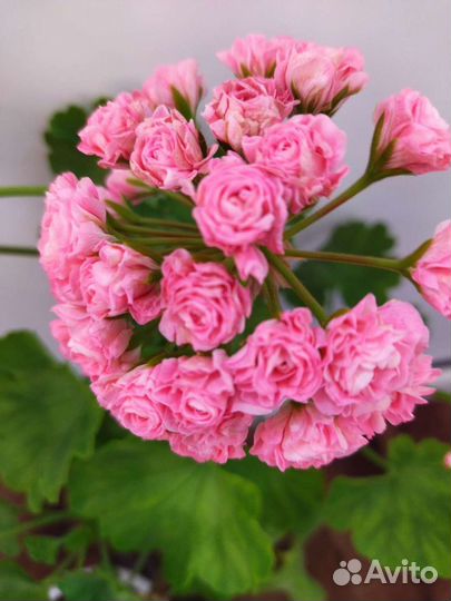 Пеларгония