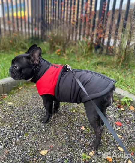 Одежда для собак