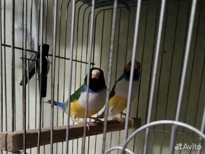 Амадины Гульда