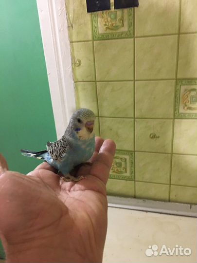 Волнистые попугаи