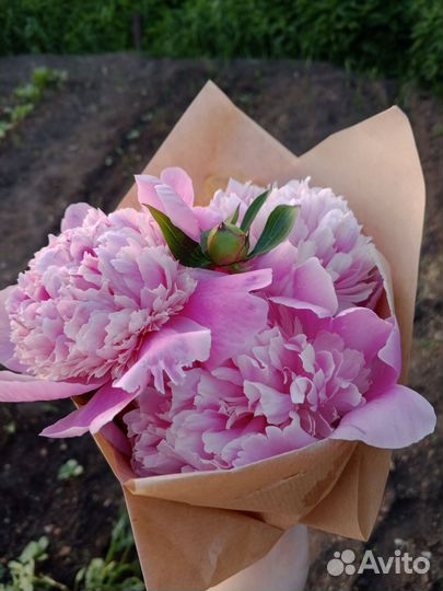 Букет пионов