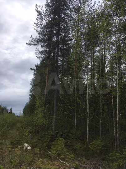 Участок 20 сот. (СНТ, ДНП)