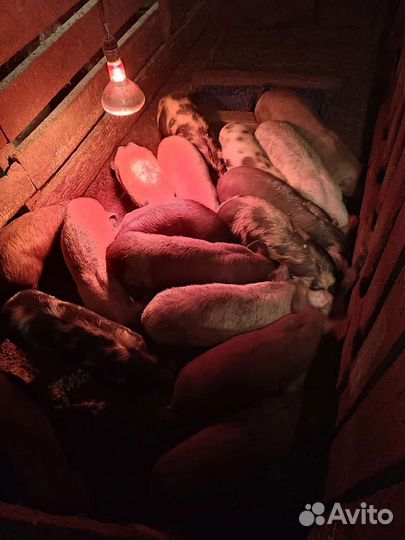 Животные-поросята, есть племенные особи